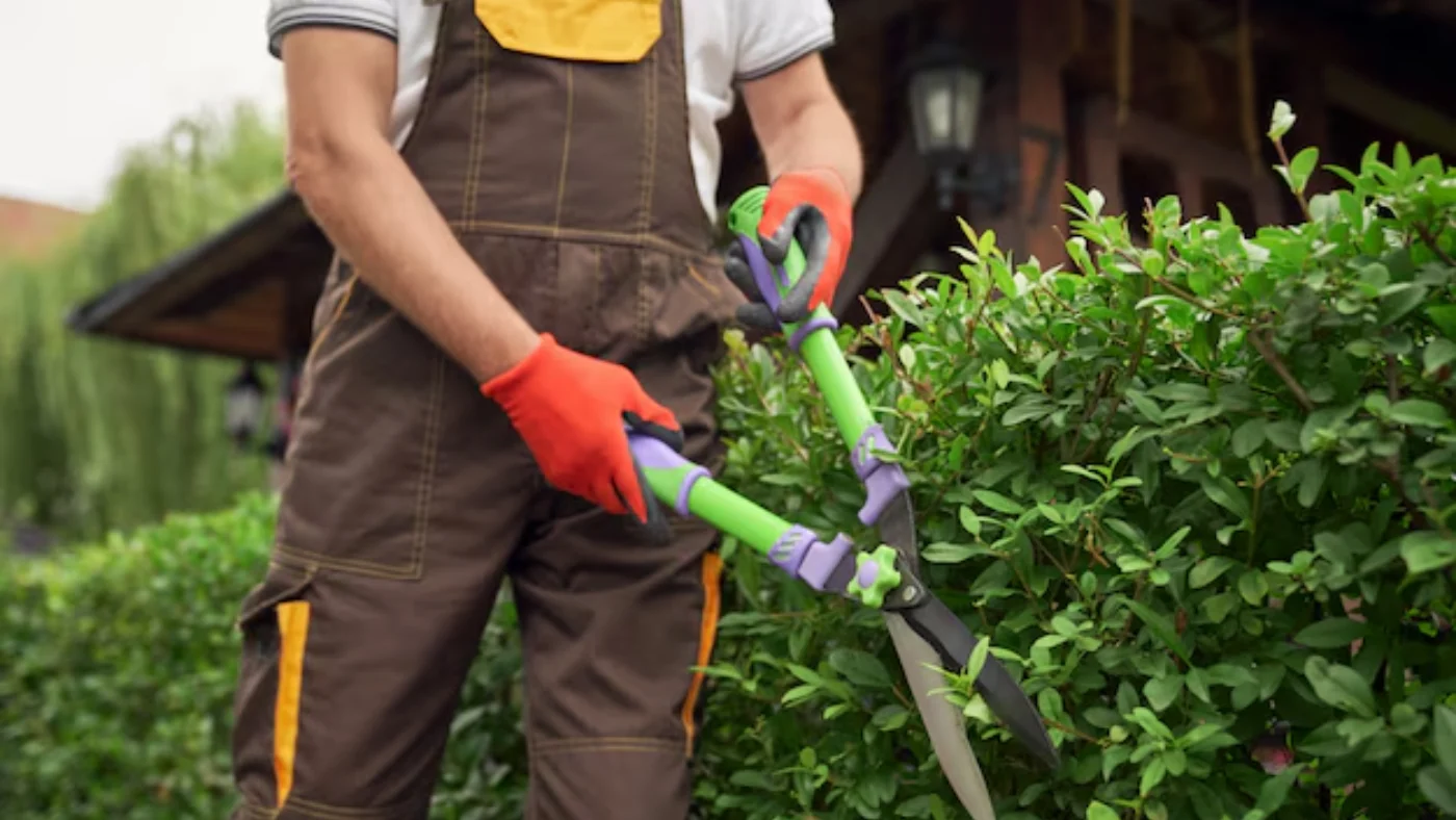 landscaping pro working with Hedge shears